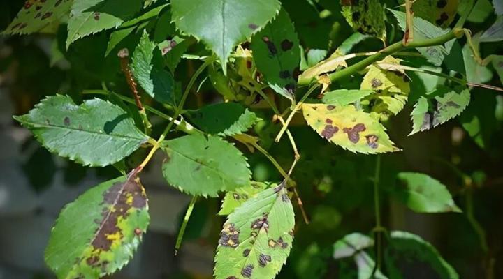 玫瑰怎么种植盆栽？种植过程中需要注意什么？