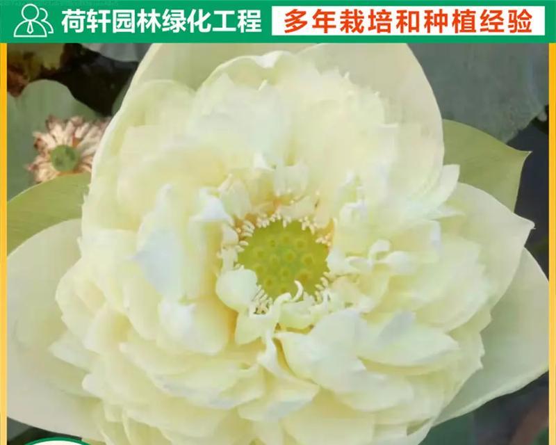 莲花种植周期是多久？