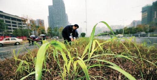 植物侵占怎么判断？如何进行有效的预防和处理？