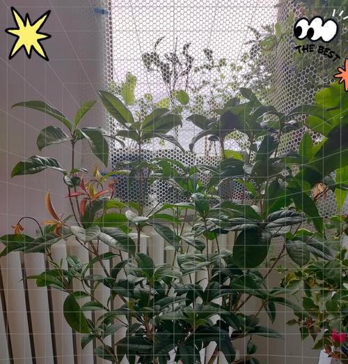 怎么种植现成桂花盆栽？有哪些步骤可以确保成功种植？