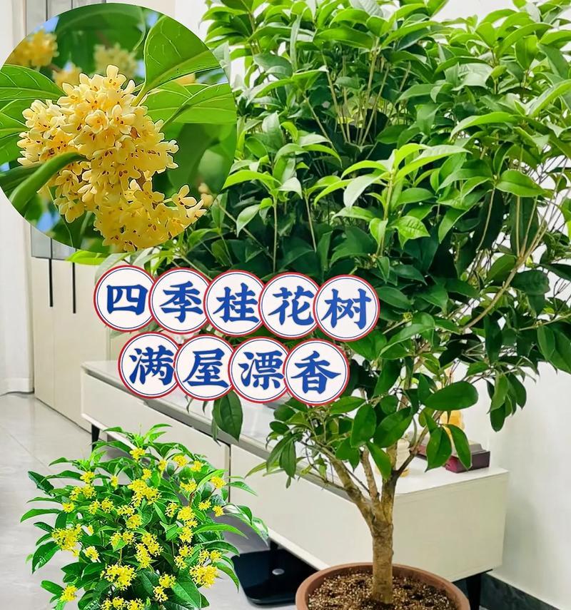 怎么种植现成桂花盆栽？有哪些步骤可以确保成功种植？