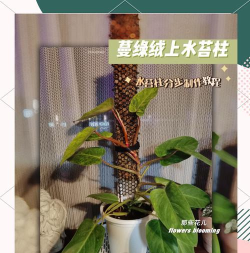 哪些花卉植物适合绕柱子生长？如何养护？