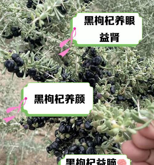 枸杞植物长什么样子？它的药用价值有哪些？