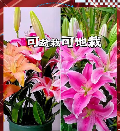 百合种球双重瓣怎么种植？种植过程中需要注意什么？