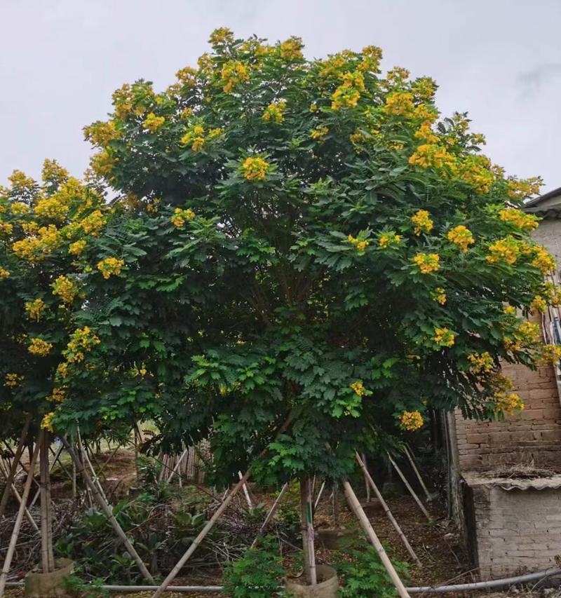 热带花卉园中常见的黄花树品种有哪些？它们的特性是什么？