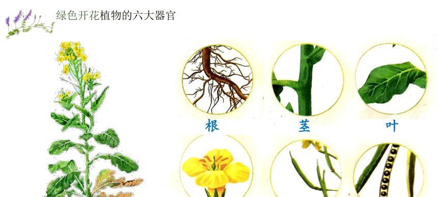 有哪些植物的形状类似人体器官？