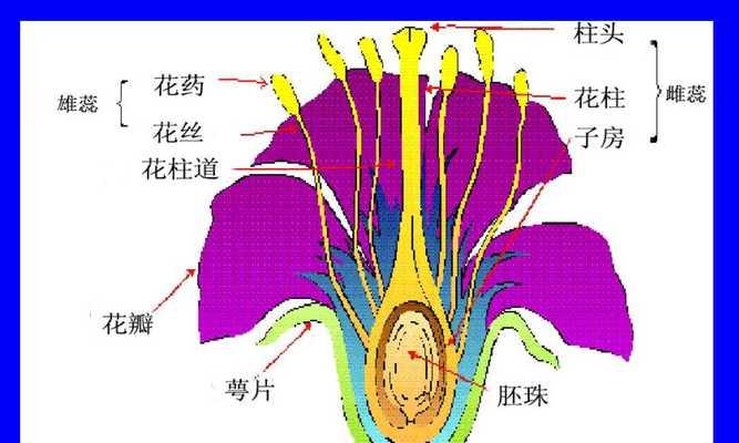 有哪些植物的形状类似人体器官？