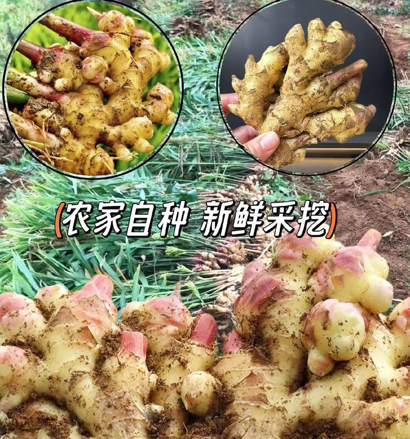 姜黄作为调料的用途是什么？它属于哪种植物？