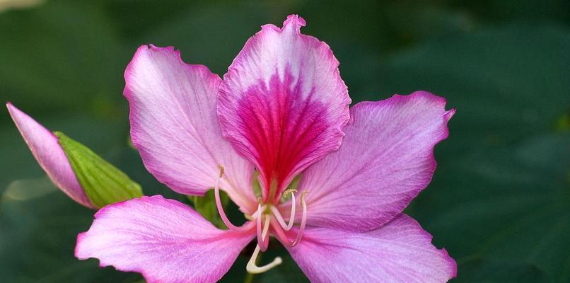 热带花卉白色花有哪些？如何在家中营造热带风情？