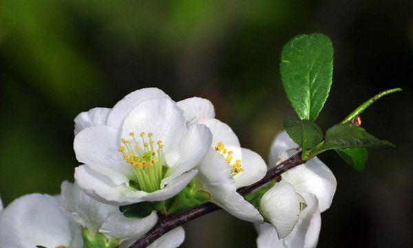 热带花卉白色花有哪些？如何在家中营造热带风情？