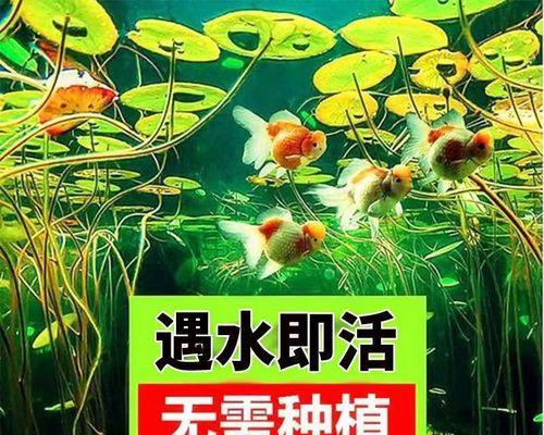 缸内植物荷叶的养殖技巧是什么？