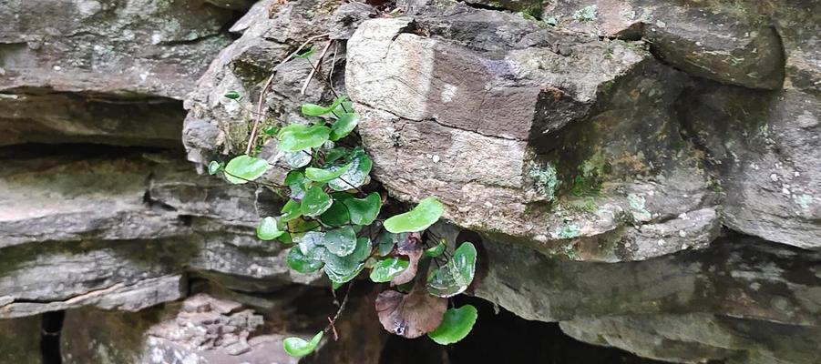 缸内植物荷叶的养殖技巧是什么？