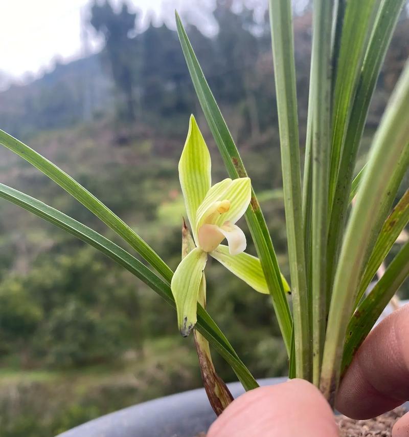 恩施植物硒是什么植物提取的？有哪些健康益处？