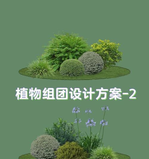 球类植物服盆方法是什么？如何确保球类植物顺利生长？