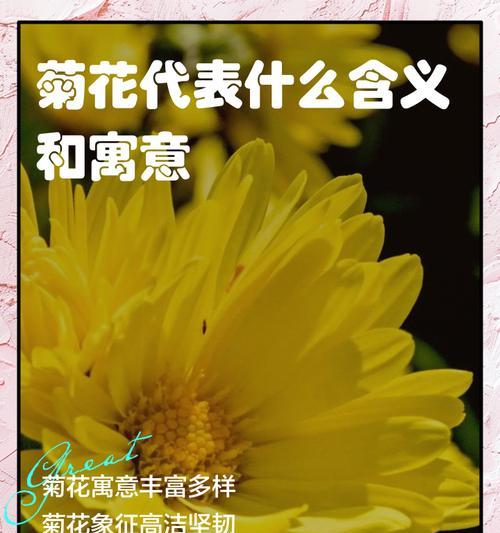 送人的菊花是什么花语和寓意？菊花在不同场合的意义是什么？