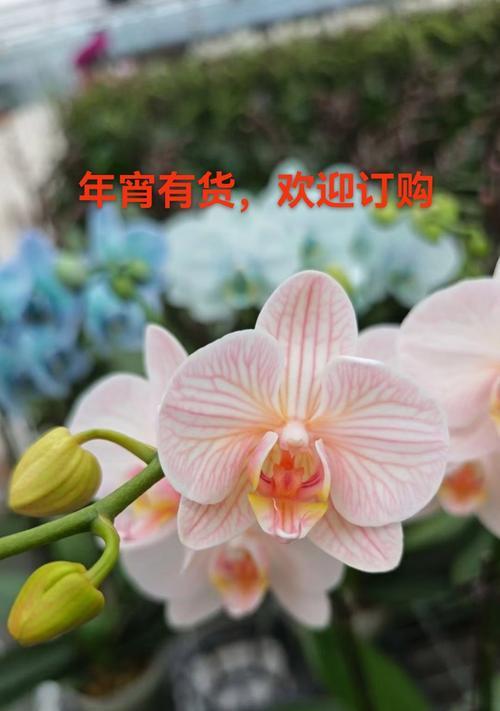 表达“我喜欢你”的花语有哪些？