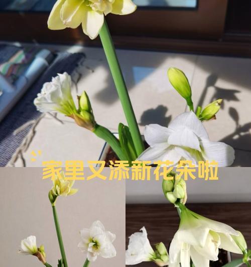 兰花的花语和寓意是什么？兰花代表了哪些美好寓意？