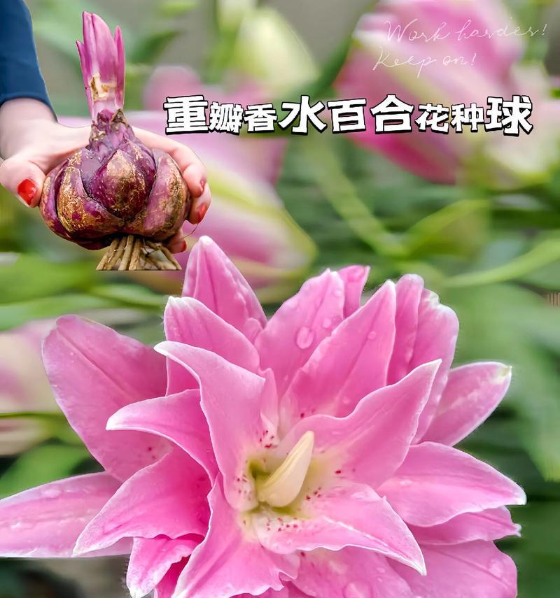 道具百合花的花语有何特别之处？它传递了哪种情感？