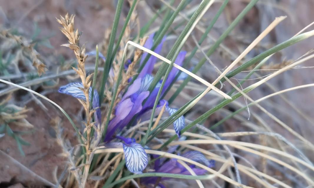 紫菊的花语代表了什么？