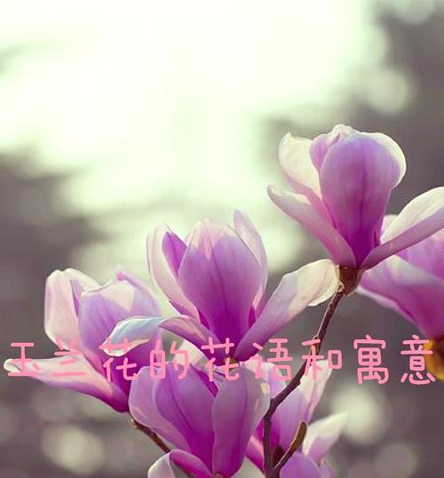 玉兰花的花语是什么？在送礼时有哪些特别含义？