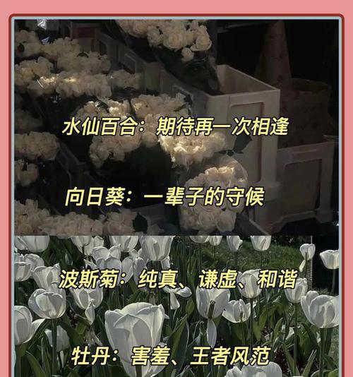 哪种花象征着等待？花语中的等待含义是什么？