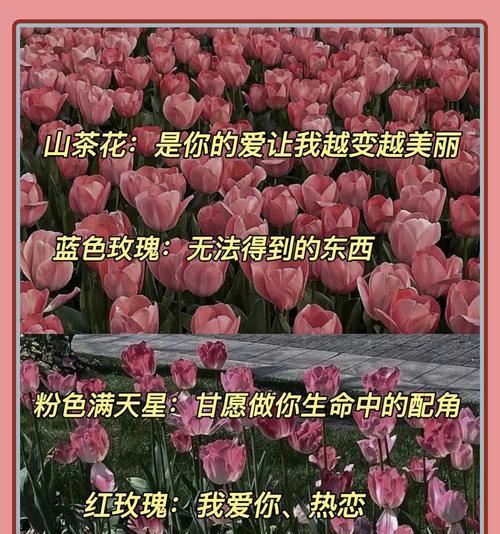 哪种花象征着等待？花语中的等待含义是什么？