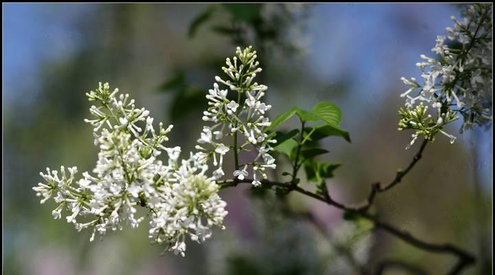 粉罗兰的花语代表什么？